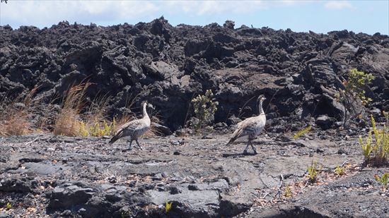 ハワイ島観光ツアー『ザ・朝火山ツアー』リポート　9月25日（ハワイ島マイカイオハナツアー）